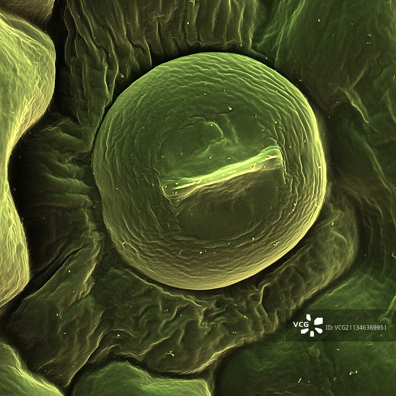 酢浆草叶气孔扫描电镜图图片素材