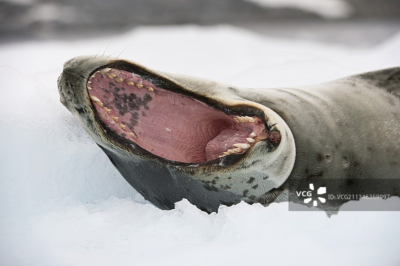 豹海豹打哈欠图片素材