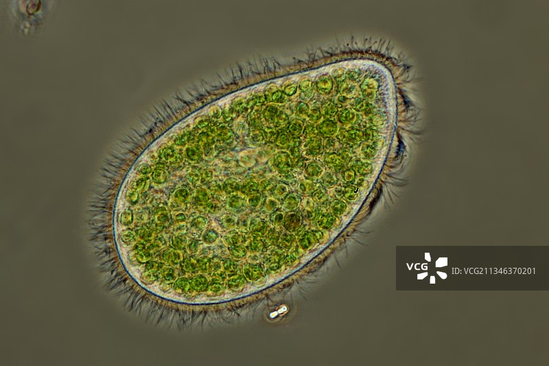 草履虫图片素材