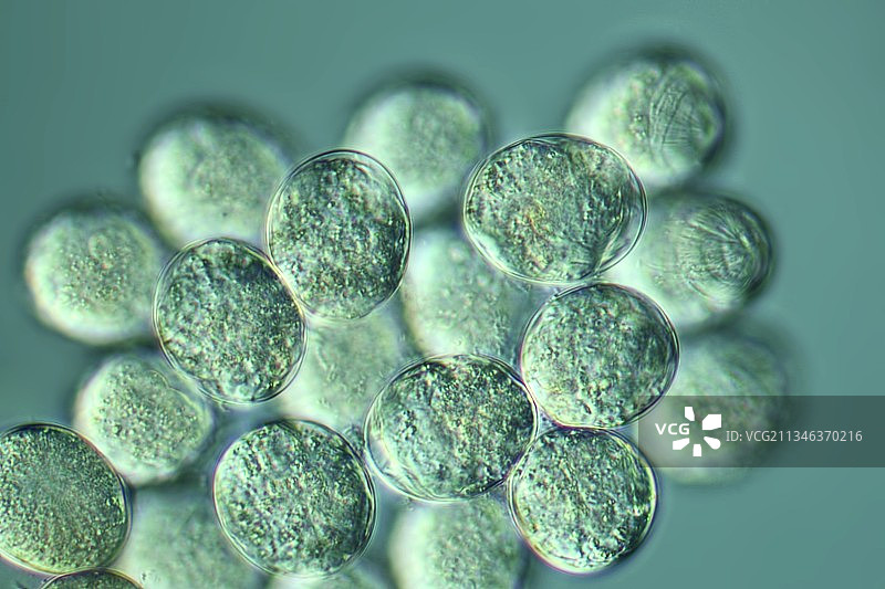 轮虫卵的显微照片图片素材