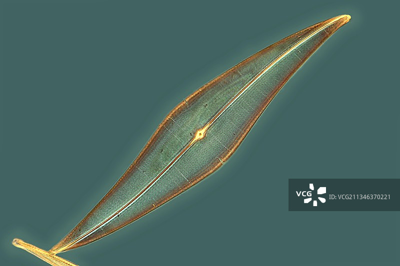 硅藻显微照片图片素材