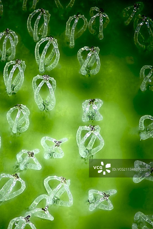 蕨类叶毛显微照片图片素材