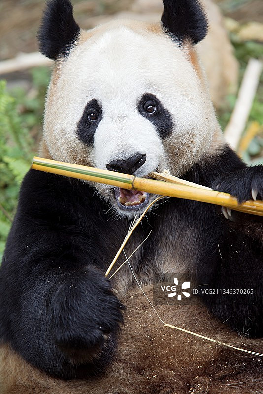 大熊猫正在吃竹子图片素材