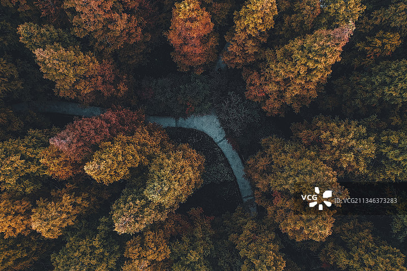 秋日水杉林+江苏省徐州市泉山区泉山森林公园图片素材