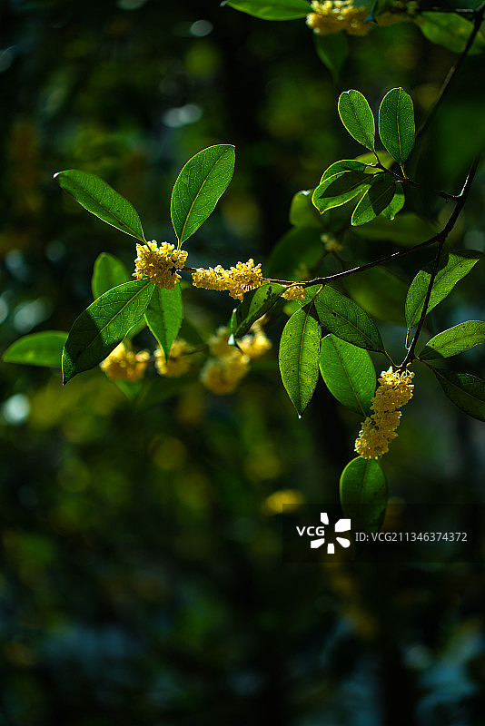 盛开的桂花图片素材