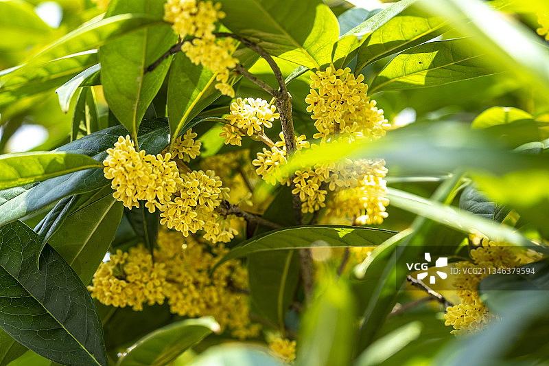 湖北恩施：桂花绽入 山城飘香图片素材