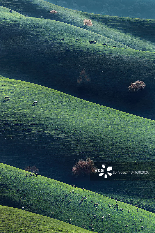 新疆伊犁吐儿根坡上杏花开图片素材