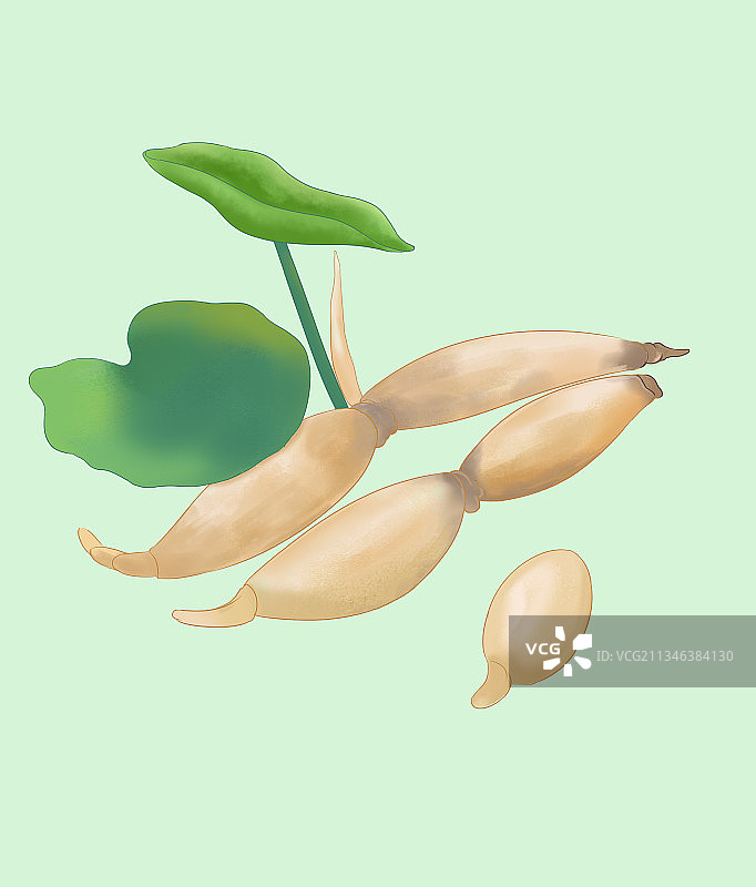 中国风植物草本蔬菜荷叶根茎莲藕食品食物包装插画图片素材