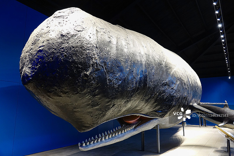 蓝鲸 鲸鱼标本图片素材