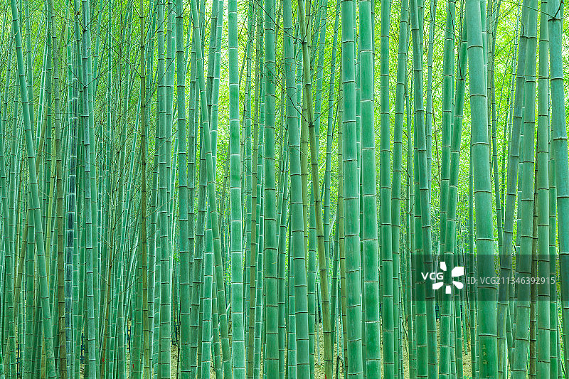 翠竹林绿竹子图片素材