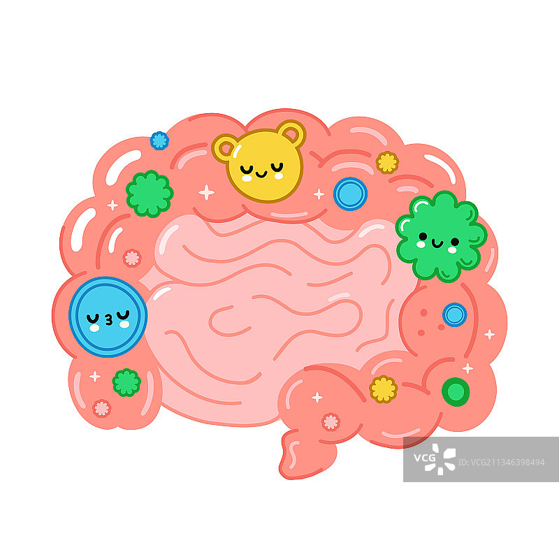 健康的肠道与有益细菌图片素材