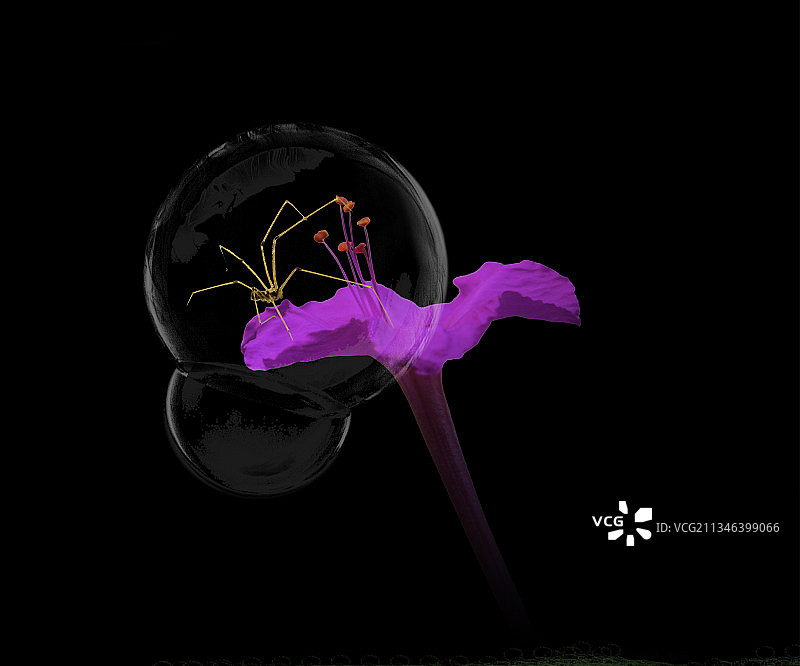 二月红花蕊里的蜘蛛图片素材
