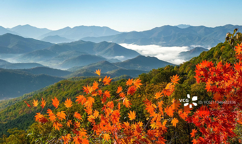 红叶映群山图片素材