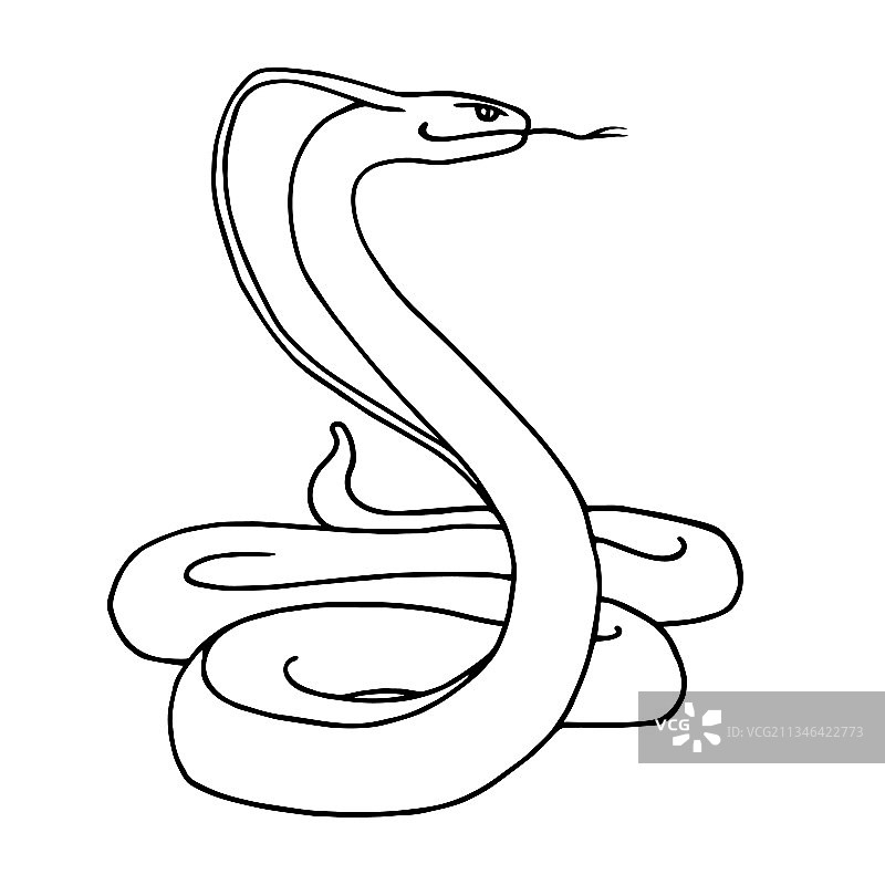 印度眼镜王蛇图片素材