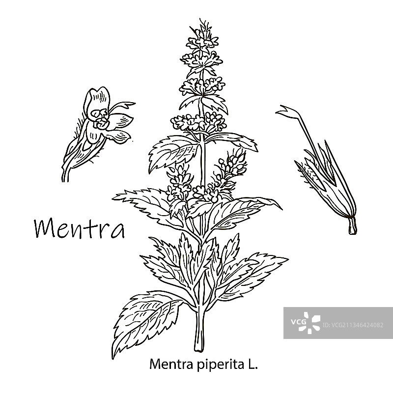 薄荷植物草本茶手绘套装图片素材