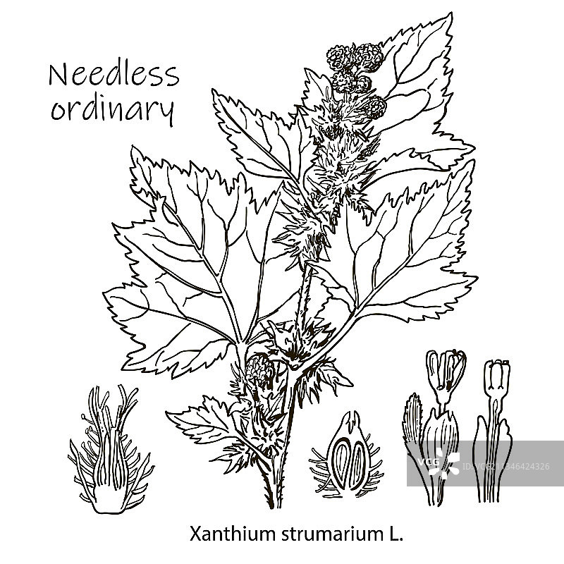 植物手工轮廓图图片素材