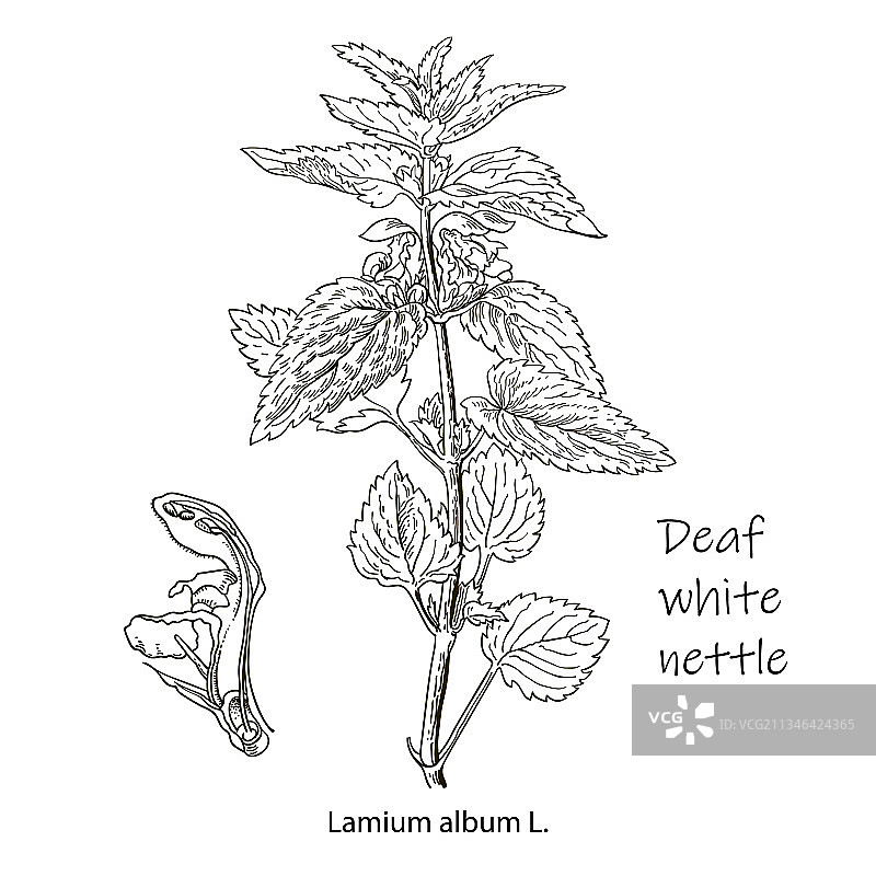 荨麻草药植物手绘插图图片素材