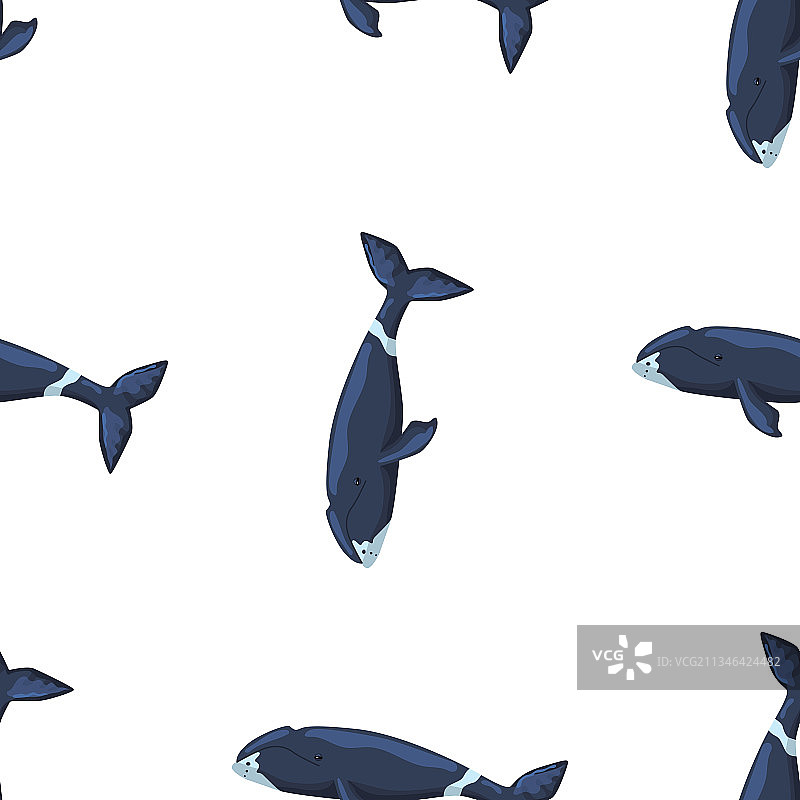 白色弓头鲸无缝图案图片素材