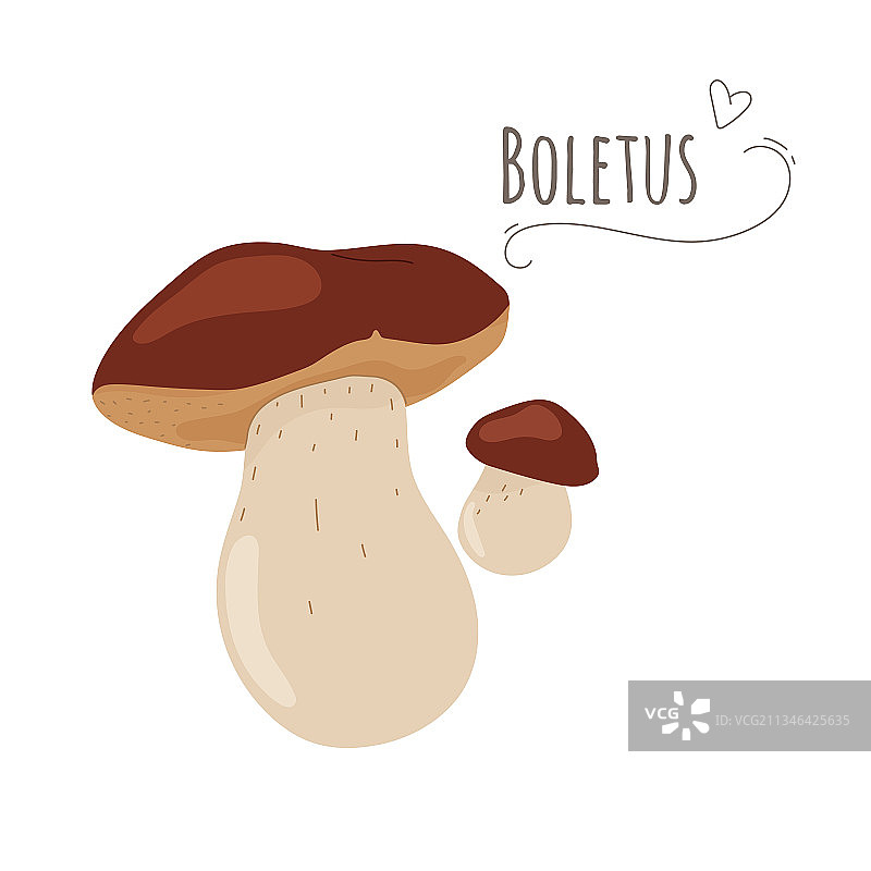 白色背景上的美味牛肝菌图片素材