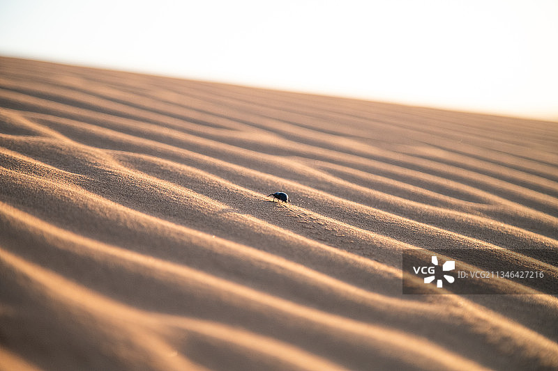 动物与自然-沙漠甲虫图片素材