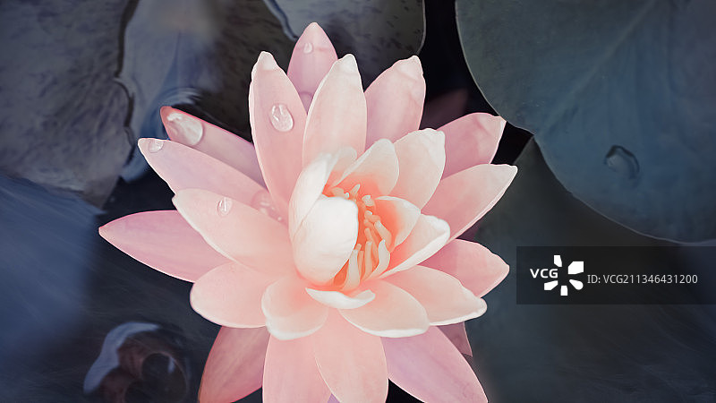 夏日睡莲图片素材