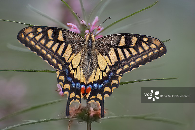 金凤蝶图片素材