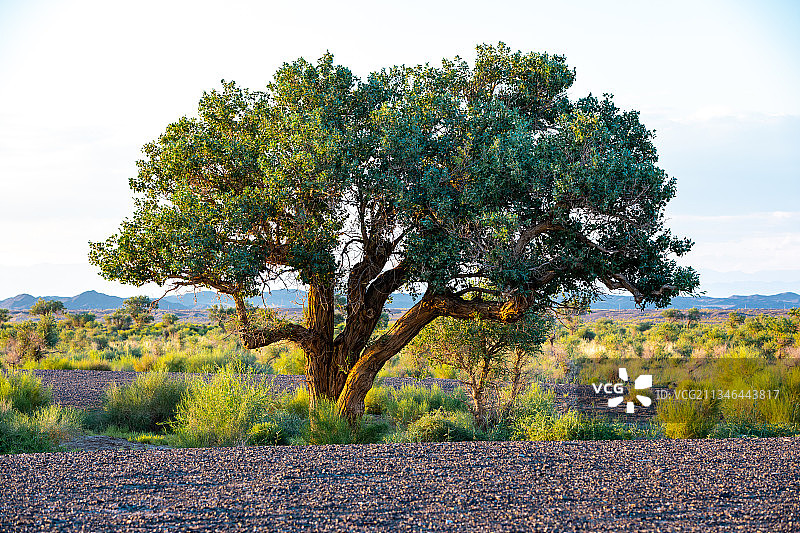 千年树木、戈壁胡杨图片素材