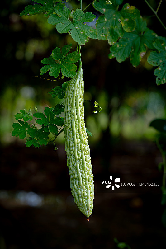 藤上的苦瓜图片素材