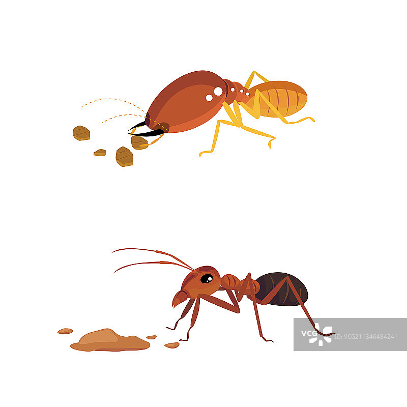 白蚁和蚂蚁图片素材