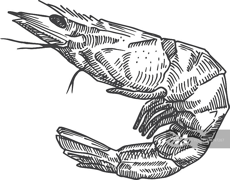 手绘抽象虾图片素材