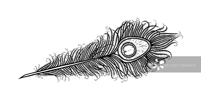 带眼睛的异域鸟类孔雀羽毛图片素材