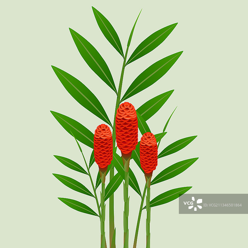 带叶的姜花图片素材