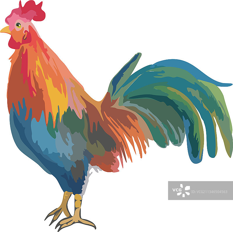 公鸡图片素材