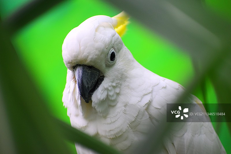 印度中央邦印多尔的凤头鹦鹉特写图片素材