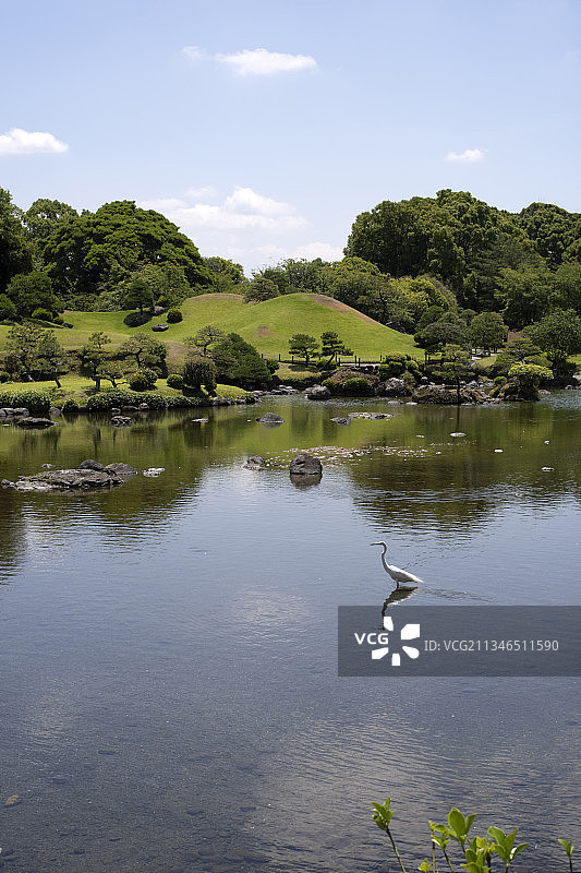 水中的白鹭图片素材