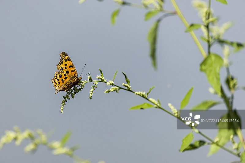 昌平沙河滨河森林公园初秋掠影图片素材