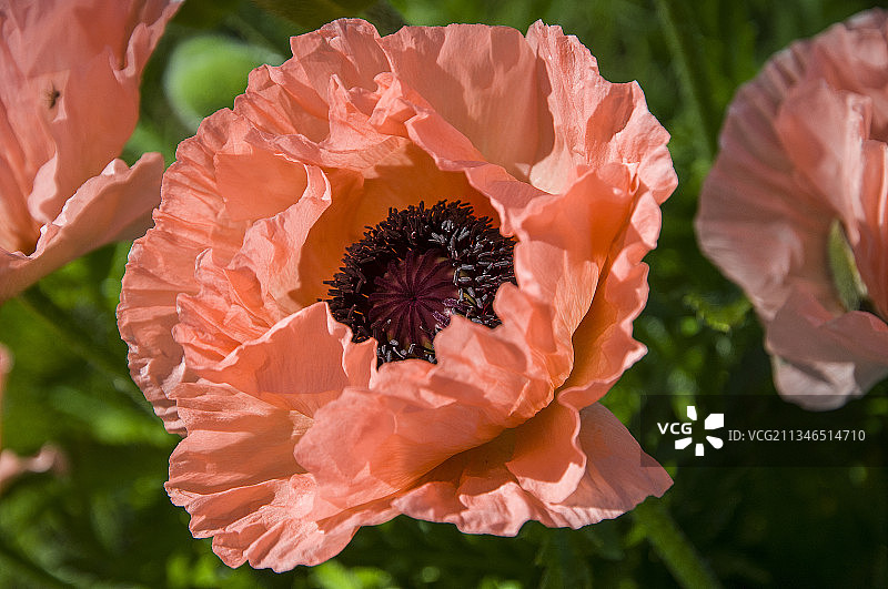 粉色玫瑰花特写，莱茵河畔魏尔，德国图片素材