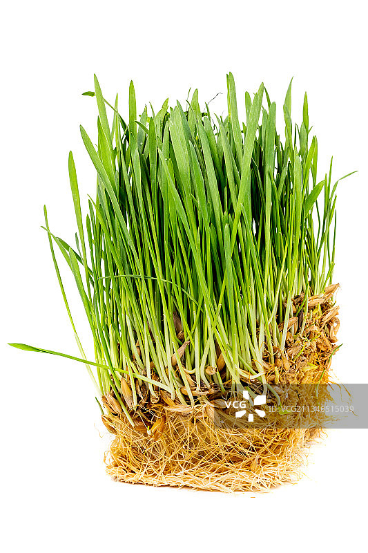 白色背景植物特写图片素材