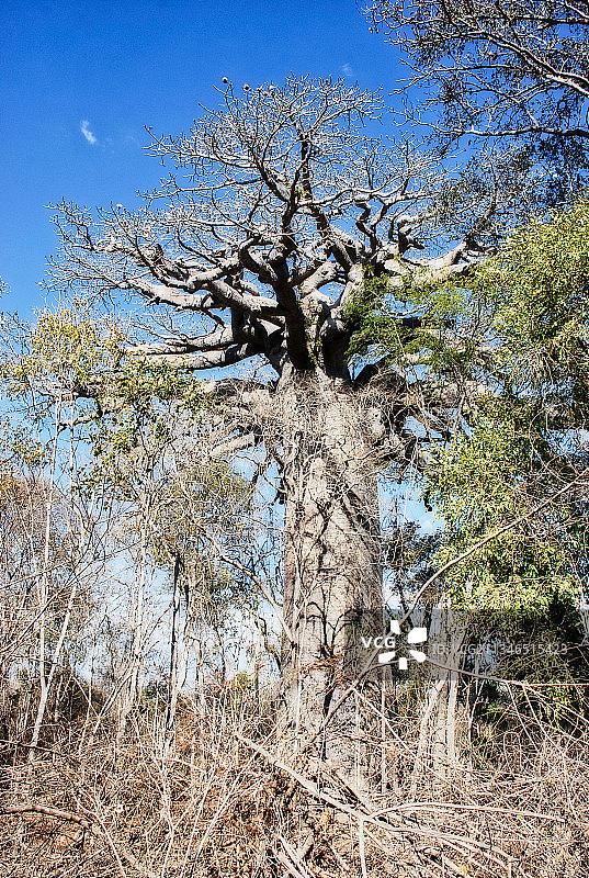蓝天下裸树的低角度视图，马达加斯加图片素材