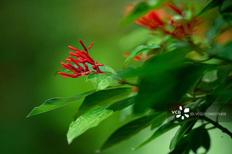 红色开花植物特写，印度哈里亚纳邦古尔冈图片素材