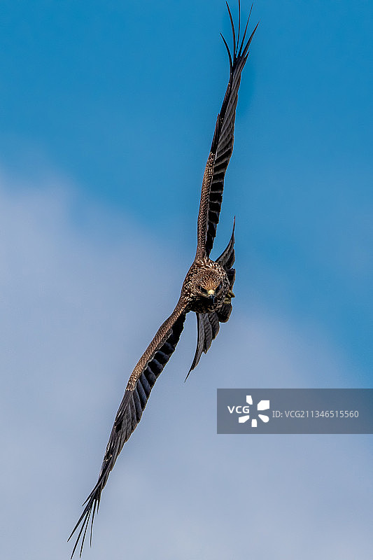 班加罗尔的蓝天下飞翔的雄鹰低角度景观，卡纳塔克邦，印度图片素材