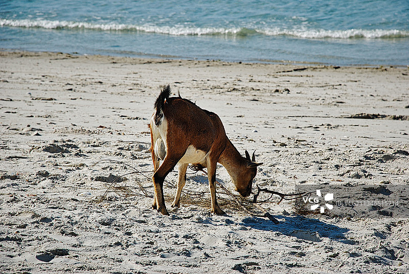 莫桑比克奔巴岛海滩上行走的狗的侧视图图片素材