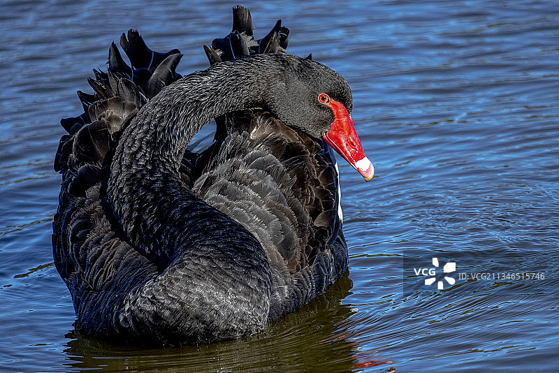 新西兰湖中游泳的黑天鹅特写图片素材