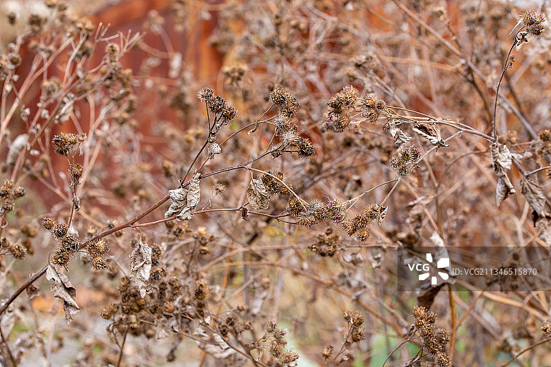 田野里的干燥植物特写图片素材