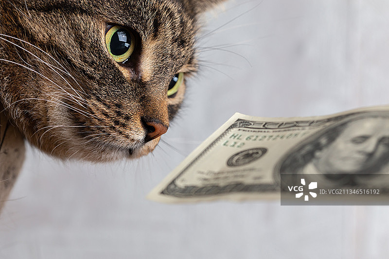 猫咪特写，桌上有纸币图片素材