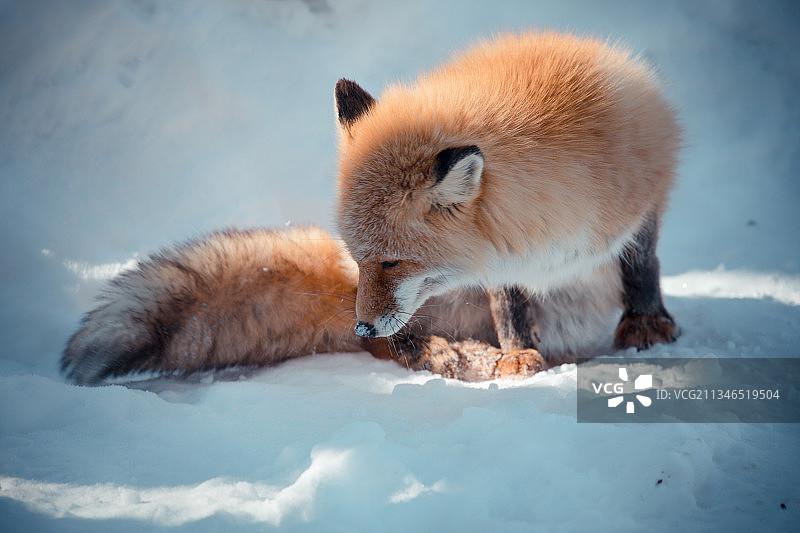 日本北海道旭川旭山动物园野生动物雪地冬季狐狸雪狐可爱图片素材