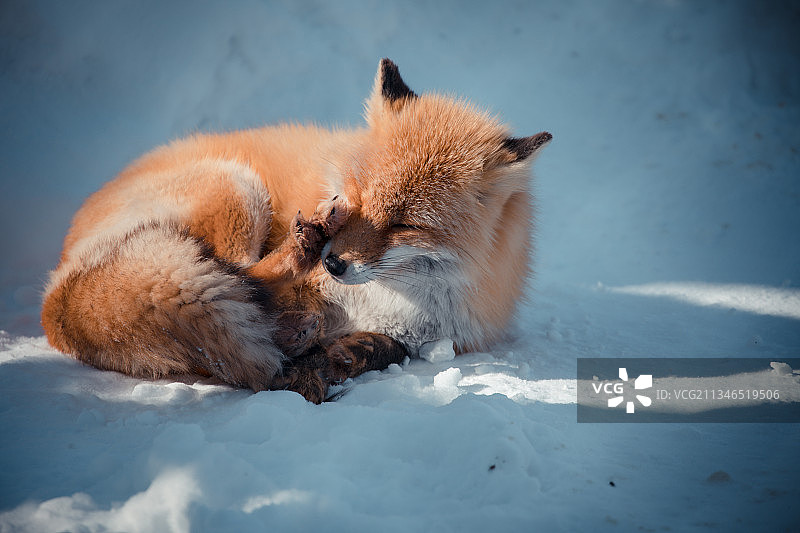 日本北海道旭川旭山动物园野生动物雪地冬季狐狸雪狐可爱图片素材