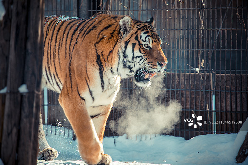 日本北海道旭川旭山动物园野生动物雪地冬季东北虎老虎图片素材