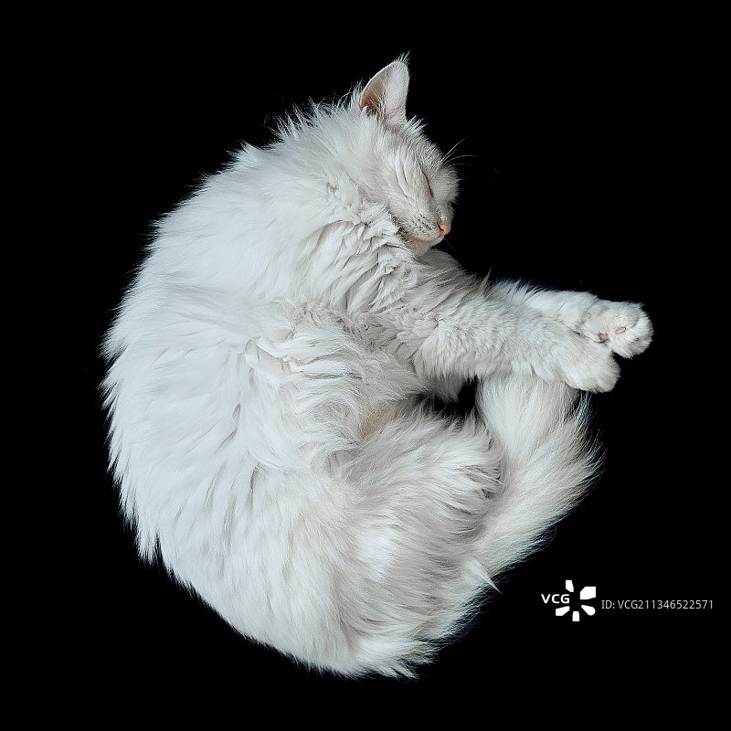 猫咪睡姿图片素材