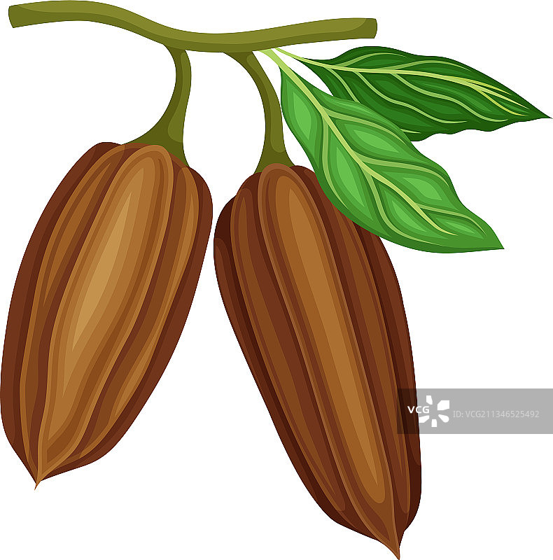 树枝上的可可豆图片素材
